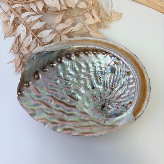 Coquille d'Ormeau / Abalone naturelle Arabesk