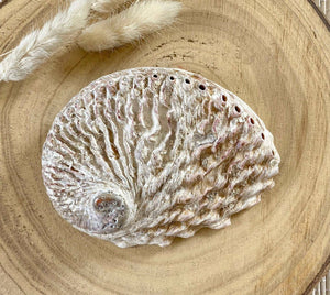 Coquille d'Ormeau / Abalone naturelle purification [mes jolis cristaux]